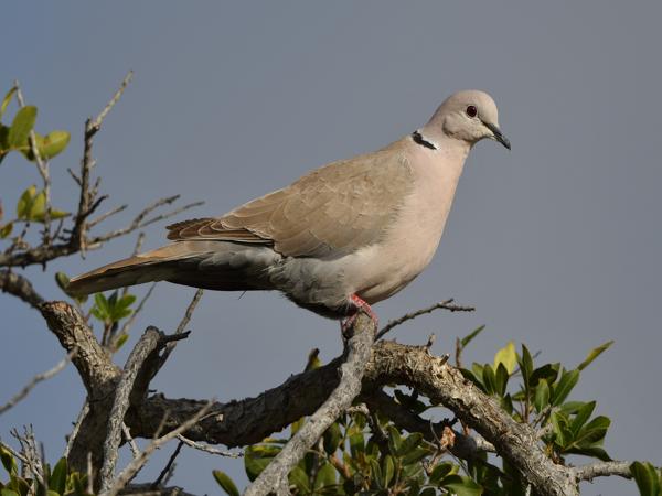 <h3><a href="/trips/grancanaria-2023/biota/animalia/chordata/aves/026 columbiformes/001 columbidae/streptopelia decaocto/streptopelia decaocto-nl.html">Streptopelia&nbsp;decaocto</a> / Eurasian&nbsp;collared&nbsp;dove / Turkse&nbsp;tortel</h3>NIKON D500 met 500.0 mm f/5.6, 1/1250 sec  bij F5.6, ISO 125, afstand 14.9&nbsp;m